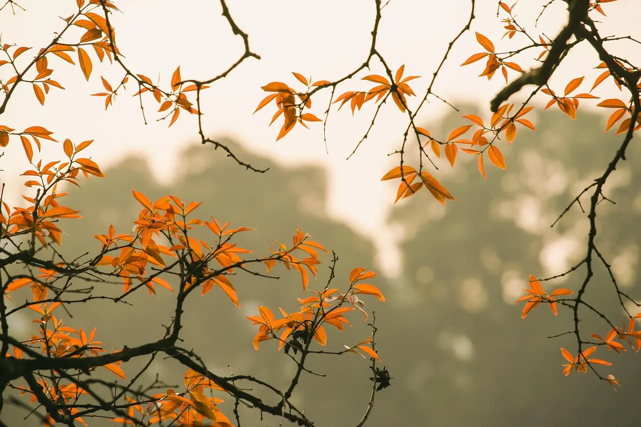 Hoạt động buôn bán, kinh doanh