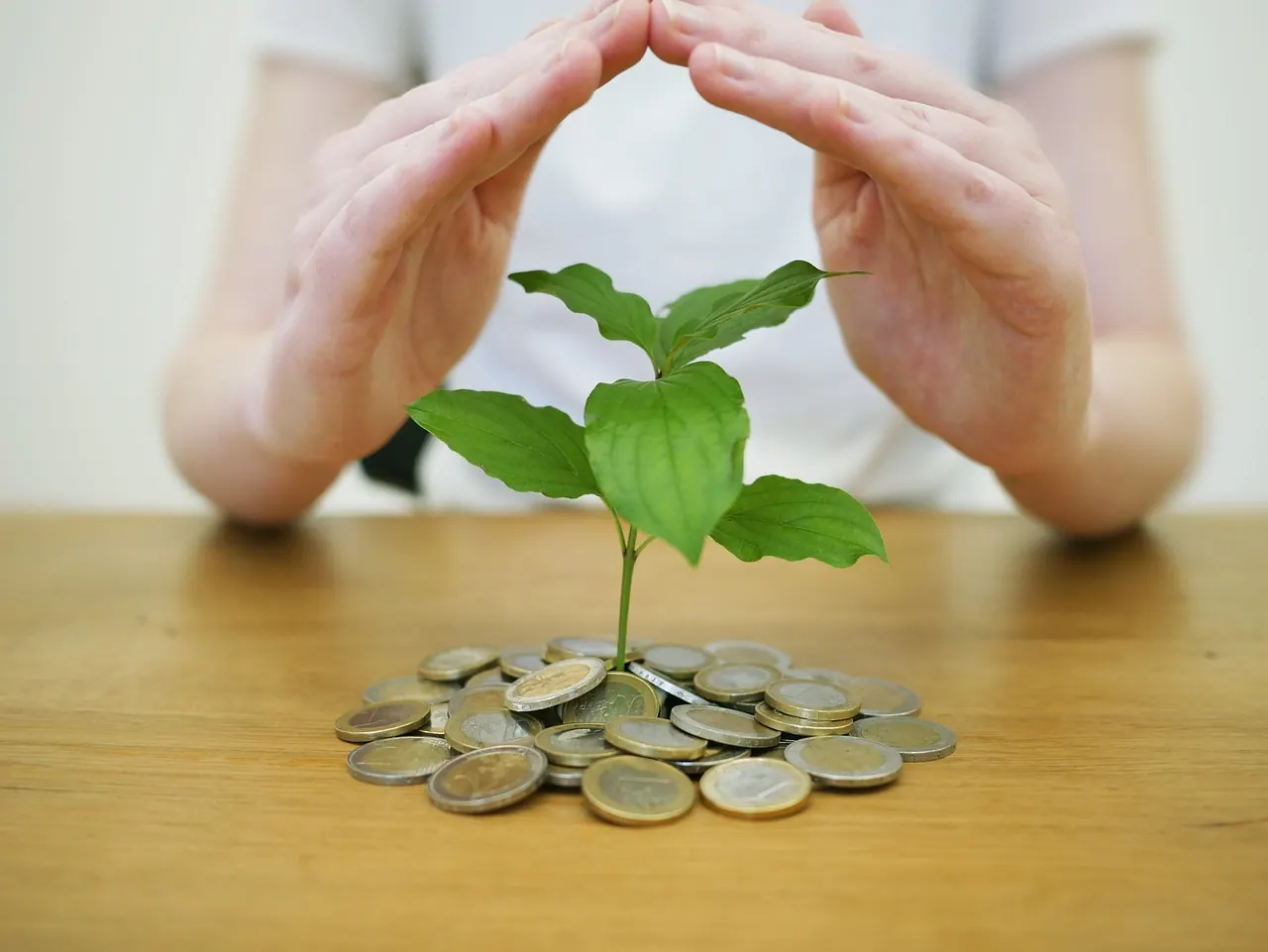Đôi bàn tay che chở mầm cây mọc từ đồng xu